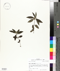 Ruellia caroliniensis image