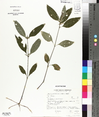 Ruellia caroliniensis image