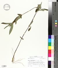 Ruellia caroliniensis image