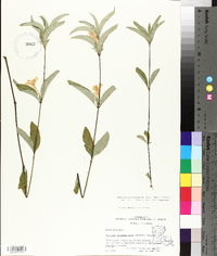 Ruellia caroliniensis image