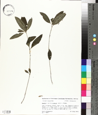 Ruellia caroliniensis image