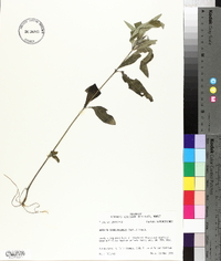 Ruellia caroliniensis image