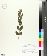 Ruellia humilis image