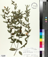 Ruellia humilis image