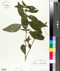 Ruellia strepens var. cleistantha image