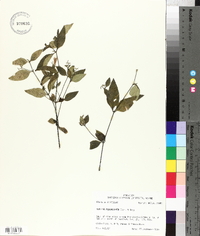 Ruellia pedunculata image