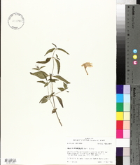 Ruellia pedunculata image