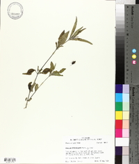 Ruellia pedunculata image