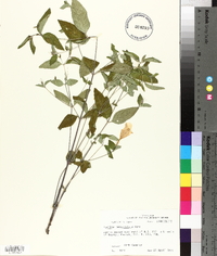 Ruellia pedunculata image