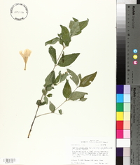 Ruellia pedunculata subsp. pedunculata image