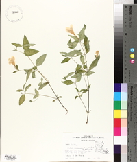 Ruellia pedunculata subsp. pedunculata image