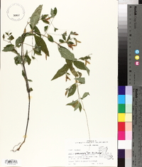 Ruellia pedunculata image
