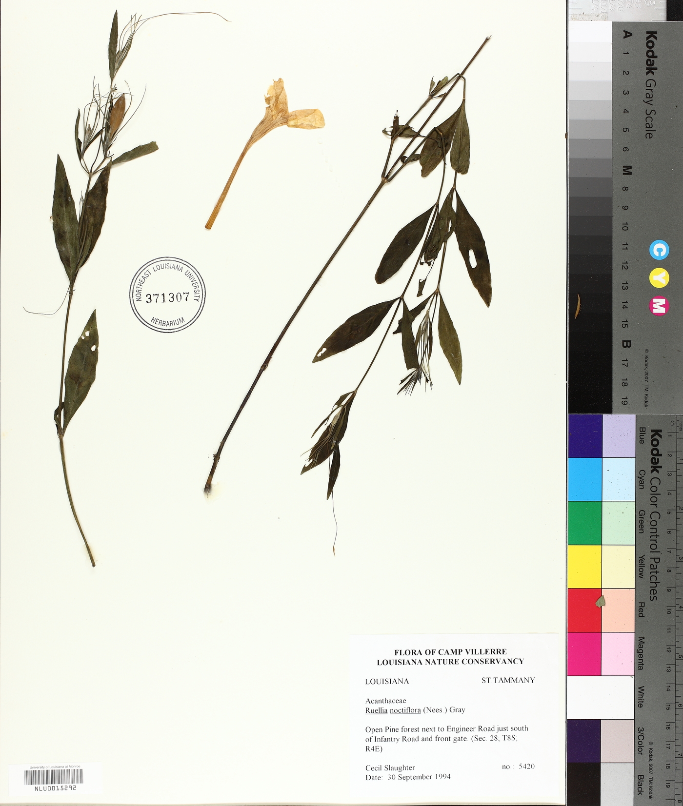 Ruellia noctiflora image