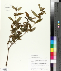 Ruellia strepens image