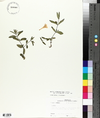 Ruellia pinetorum image