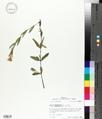 Ruellia pinetorum image