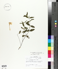 Ruellia pinetorum image