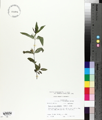 Ruellia pinetorum image