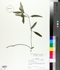 Ruellia pinetorum image