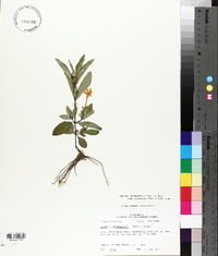 Ruellia pinetorum image