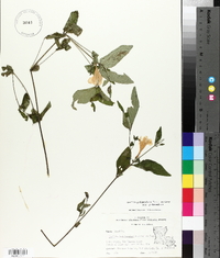 Ruellia pedunculata image