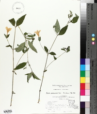 Ruellia pedunculata subsp. pedunculata image