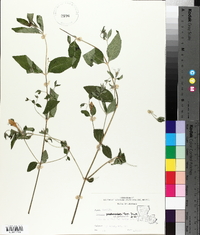 Ruellia pedunculata subsp. pedunculata image