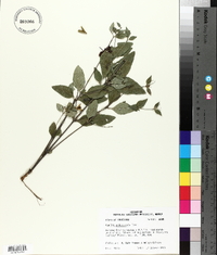 Ruellia pedunculata image