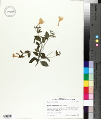 Ruellia pedunculata image