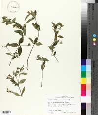 Ruellia pedunculata image