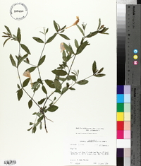 Ruellia pedunculata image