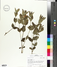 Ruellia humilis image