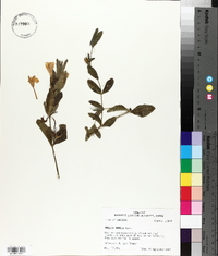 Ruellia humilis image