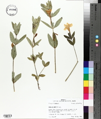 Ruellia humilis image