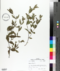 Ruellia humilis image