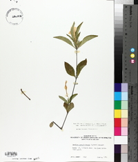 Ruellia caroliniensis image