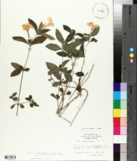 Ruellia caroliniensis image