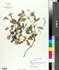 Ruellia ciliatiflora image