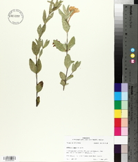 Ruellia humilis image