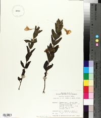 Ruellia humilis image