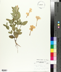 Ruellia humilis image