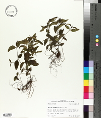 Ruellia pedunculata image