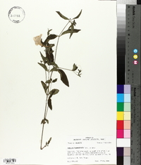 Ruellia pedunculata image