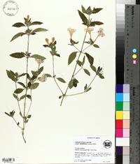 Ruellia pedunculata image