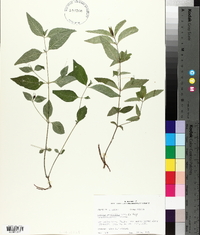 Ruellia pedunculata image