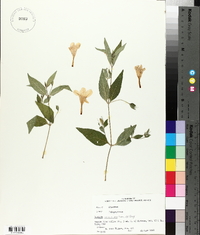 Ruellia pedunculata image