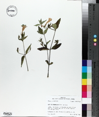 Ruellia pedunculata image