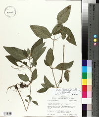 Ruellia pedunculata subsp. pedunculata image