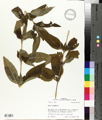 Ruellia strepens image