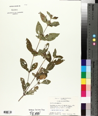 Ruellia strepens image